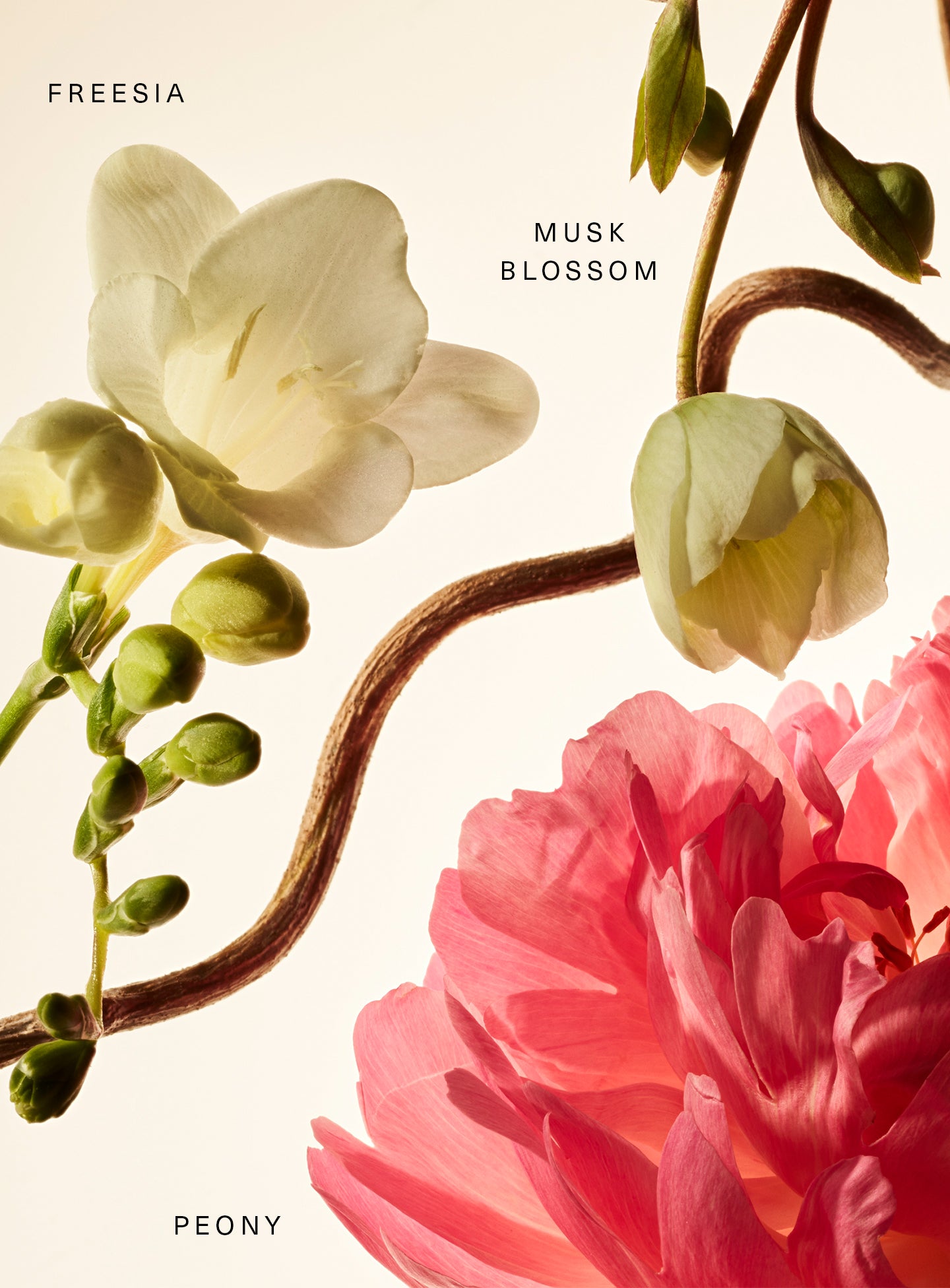 Fragrance Layering Balm - Floral Peony Blossom - Image 2